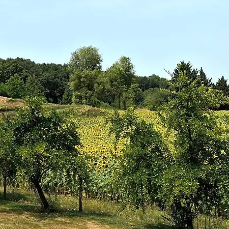 Bed and Breakfast Domaine De Calbiac Dolmayrac